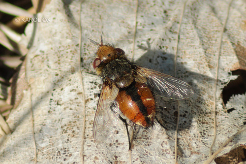 Gonia vacua