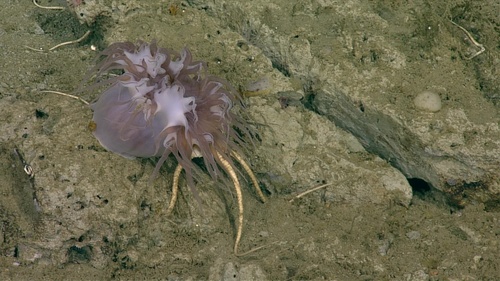 Actinernus