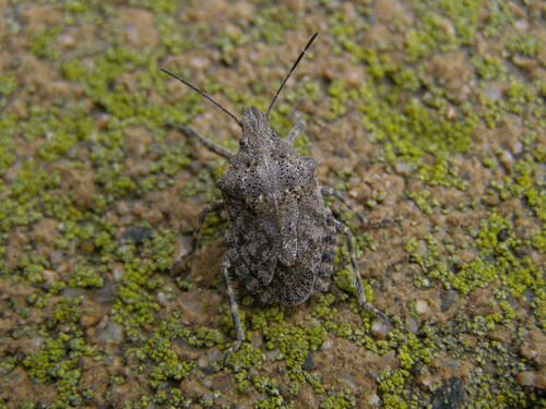 Four-humped Stink Bug photo 6
