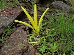 Cleome cleomoides
