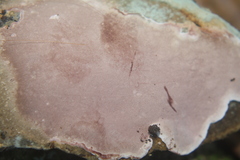 Rhodofomitopsis feei