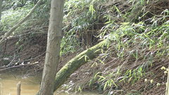 Erithacus rubecula