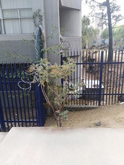 Bocconia arborea