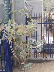 Bocconia arborea