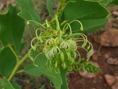 Grevillea angulata