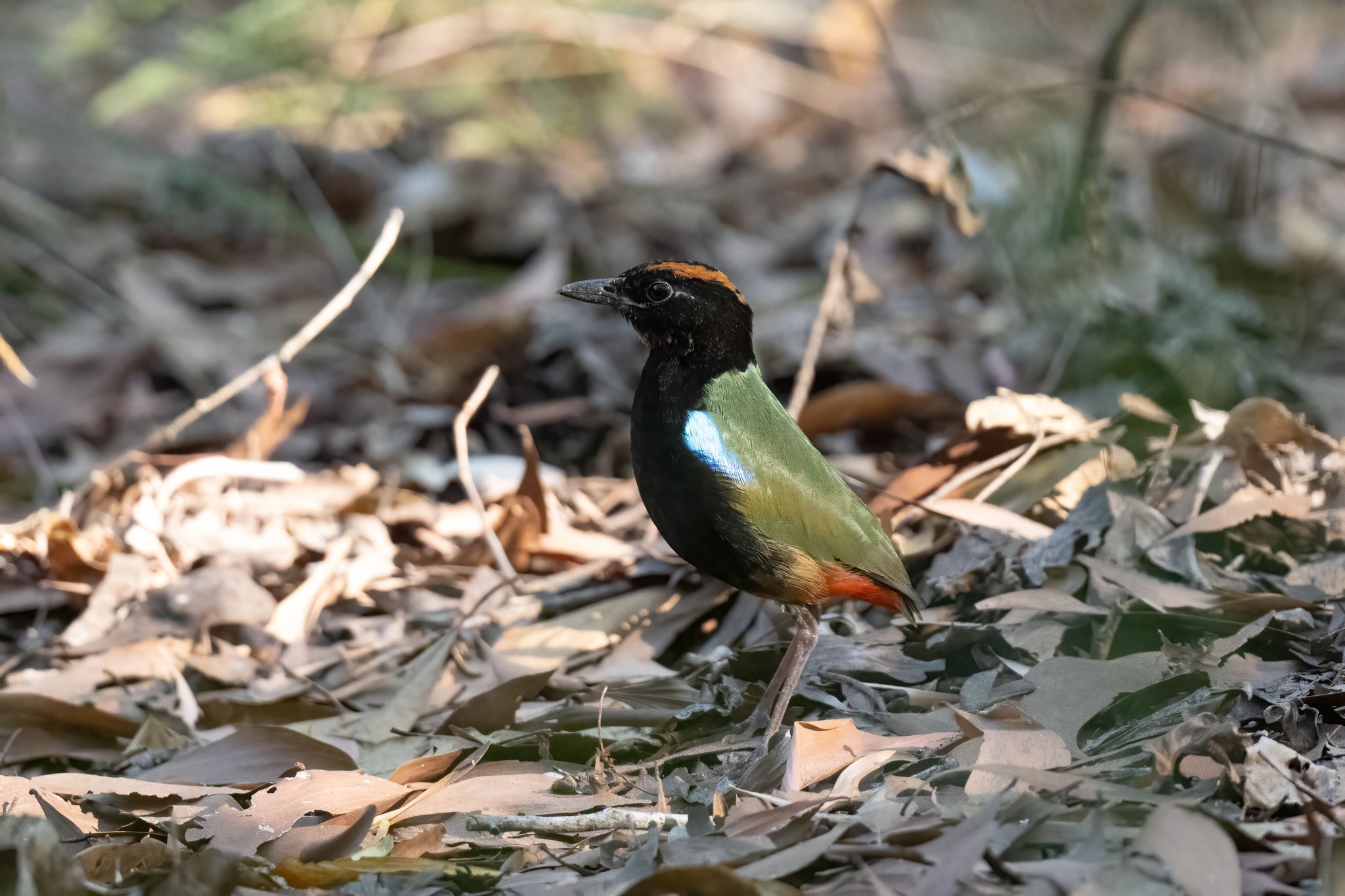 Rainbow Pitta (Pitta iris), photo 9