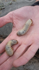Pericoptus