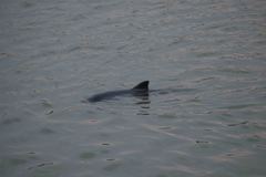 Phocoena phocoena