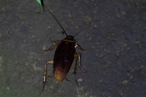Periplaneta image