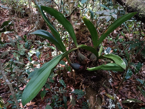 Lycomormium schmidtii