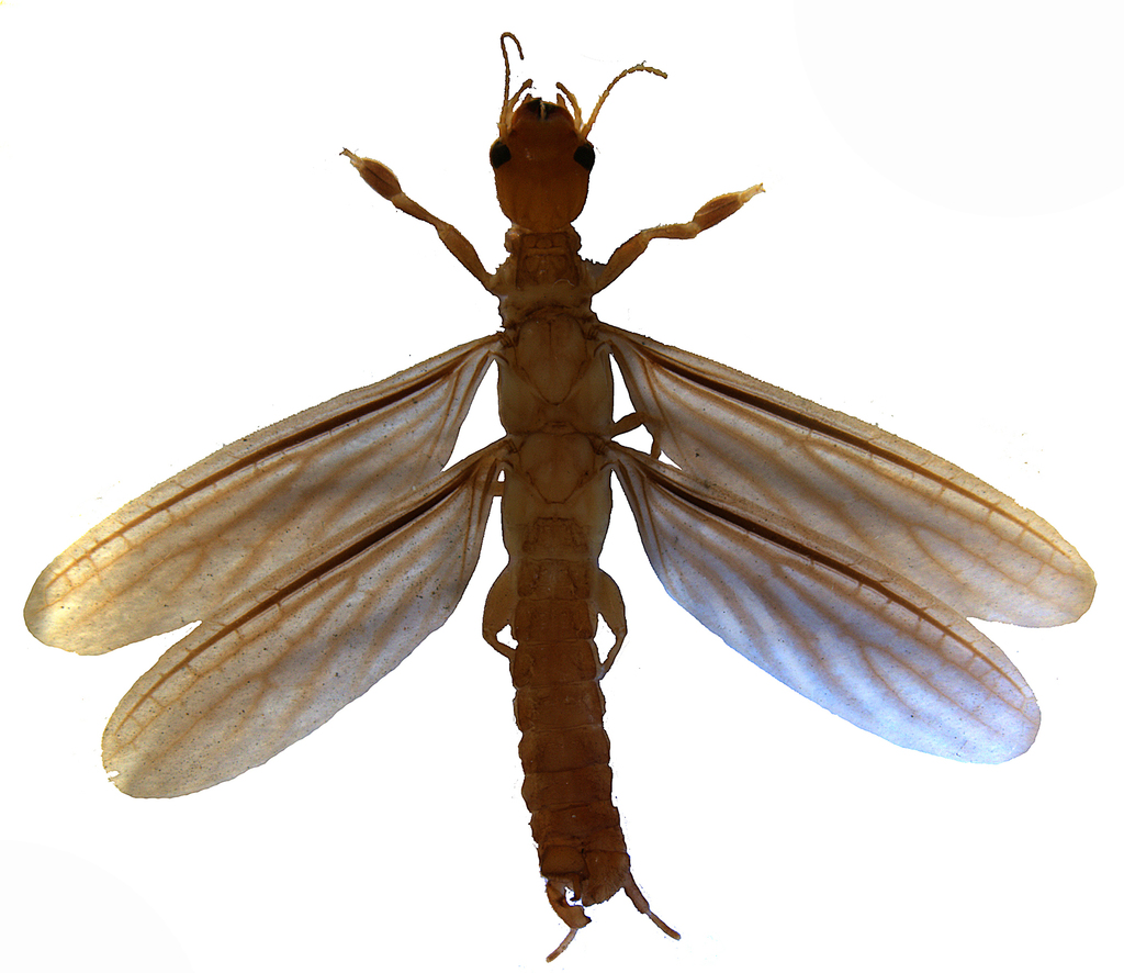 Pseudembia