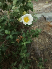 Cistus salviifolius