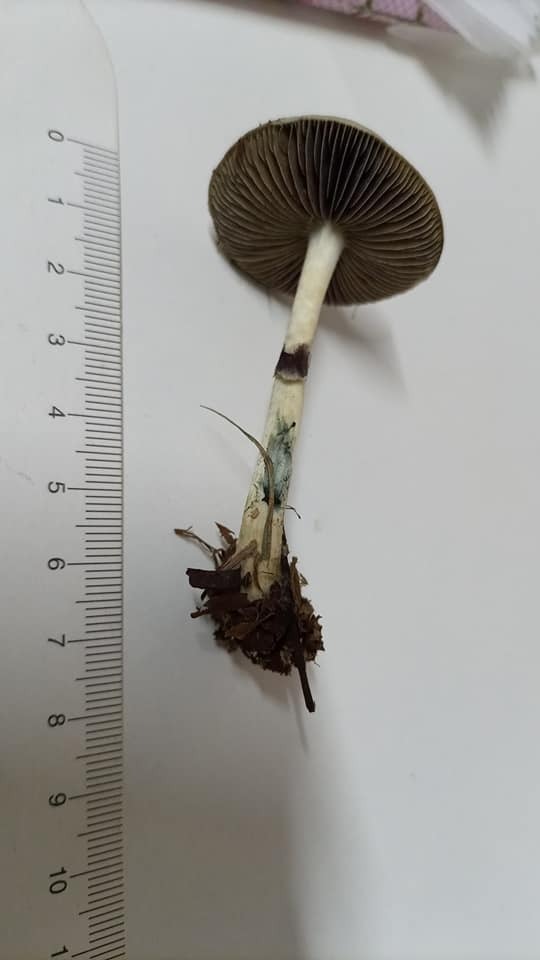 Psilocybe cubensis · October 2021 · photo: © ronyristow (iNaturalist, cc-by)