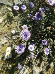 Globularia
