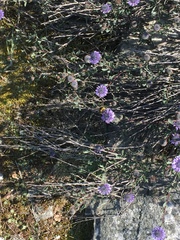 Globularia alypum
