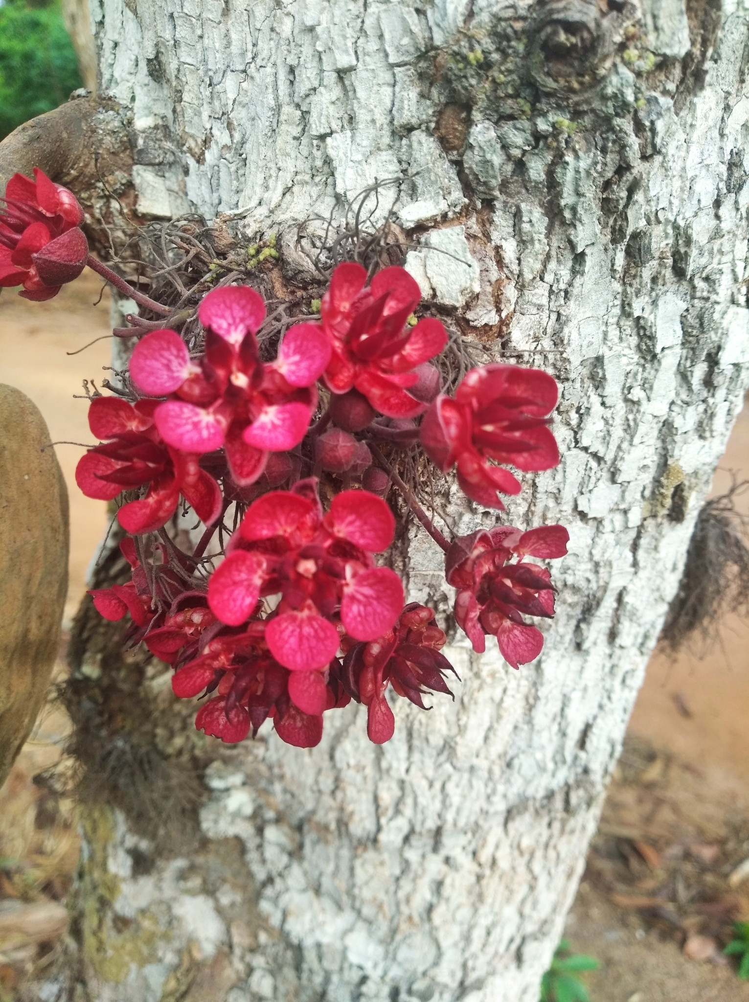 Theobroma speciosum