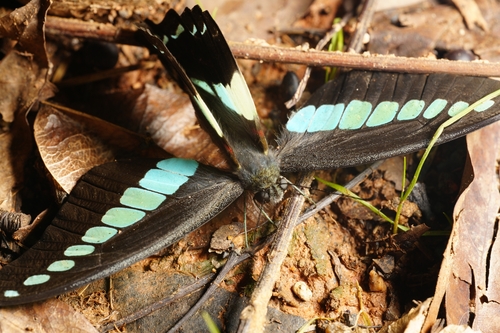 Common Bluebottle