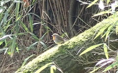 Erithacus rubecula