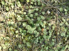 Magnoliopsida