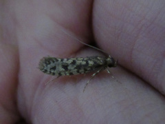 Lindera tessellatella