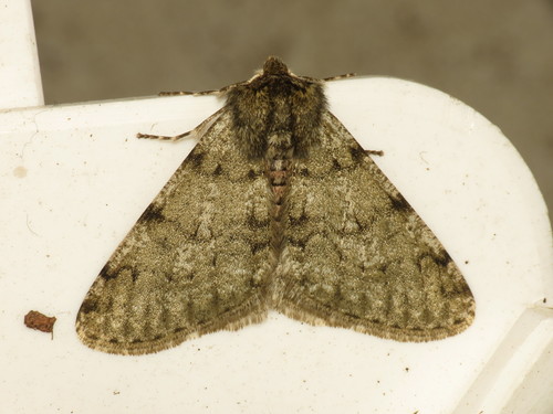 Pale Brindled Beauty