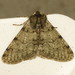 Pale Brindled Beauty - Photo (c) Donald Hobern, some rights reserved (CC BY)