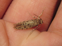 Lindera tessellatella