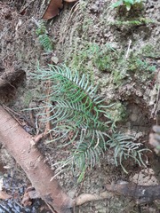 Lindsaea dubia image