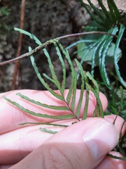 Lindsaea dubia image