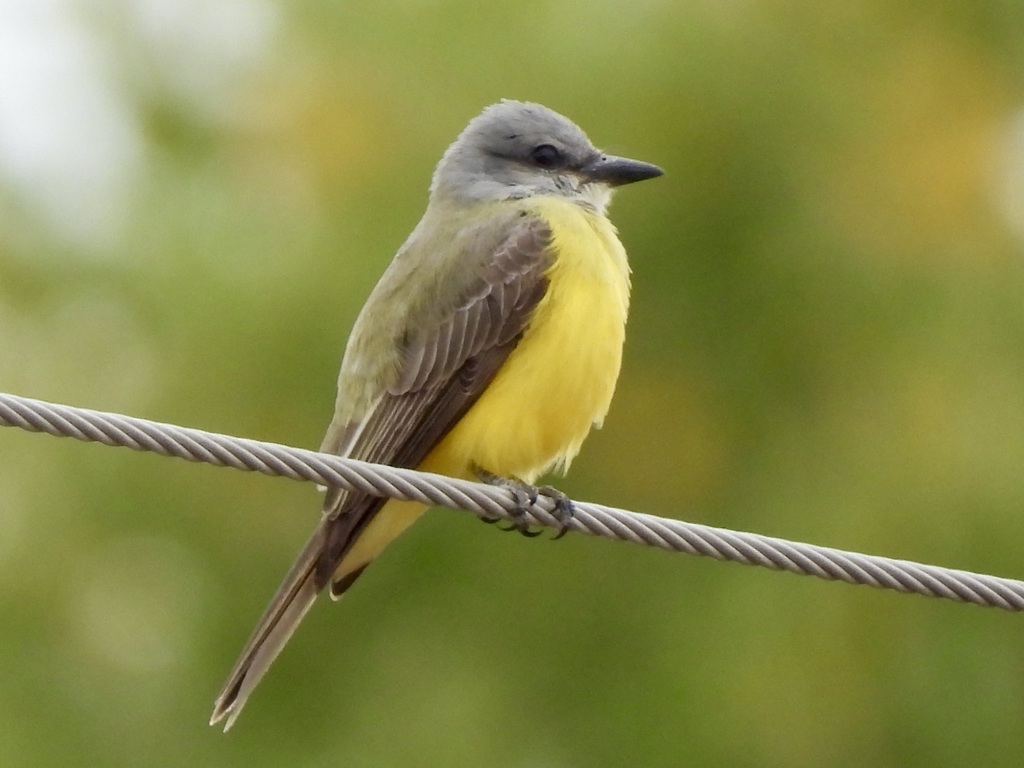 Couch's Kingbird photo