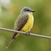 Couch's Kingbird - Photo (c) Bill Lisowsky, some rights reserved (CC BY-NC), uploaded by Bill Lisowsky