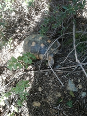 Testudo marginata