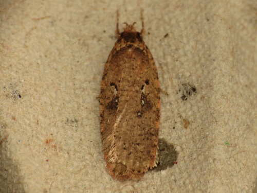 Agonopterix heracliana Linnaeus, 1758