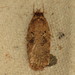 Agonopterix heracliana - Photo (c) Donald Hobern, some rights reserved (CC BY)