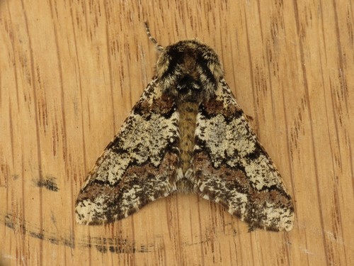 European Oak Beauty