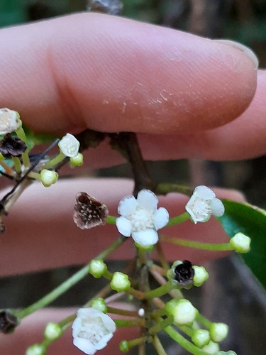 Sagotia racemosa, 2023-11-06