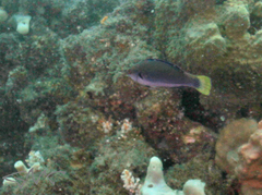 Cirrhilabrus punctatus