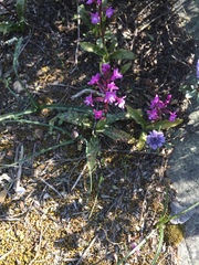 Orchis quadripunctata