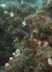 Cirrhilabrus punctatus