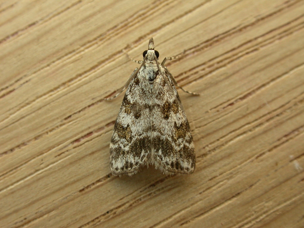 Scoparia pyralella