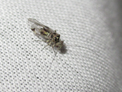 Clematostigma maculiceps