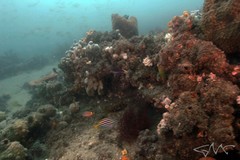 Cirrhilabrus punctatus