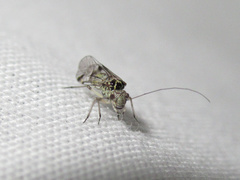 Clematostigma maculiceps