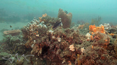 Cirrhilabrus punctatus