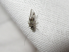 Clematostigma maculiceps