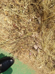 Dicliptera peduncularis