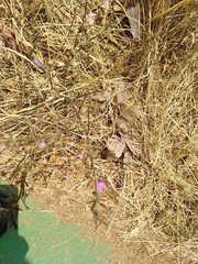 Dicliptera peduncularis