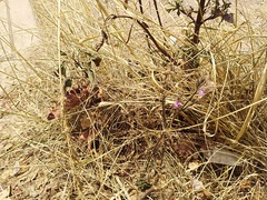 Dicliptera peduncularis