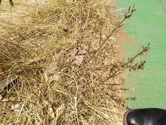 Dicliptera peduncularis