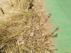 Dicliptera peduncularis